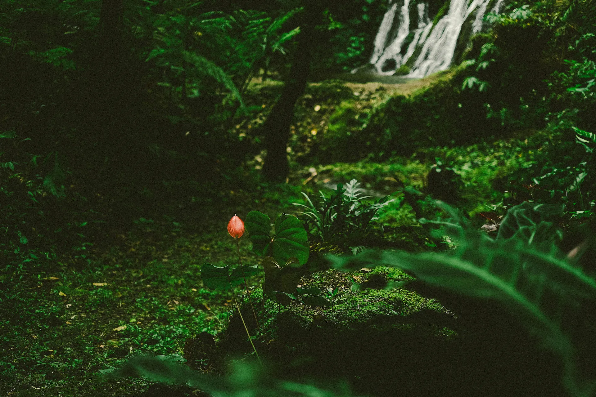 A single flower in a dense rainforest.