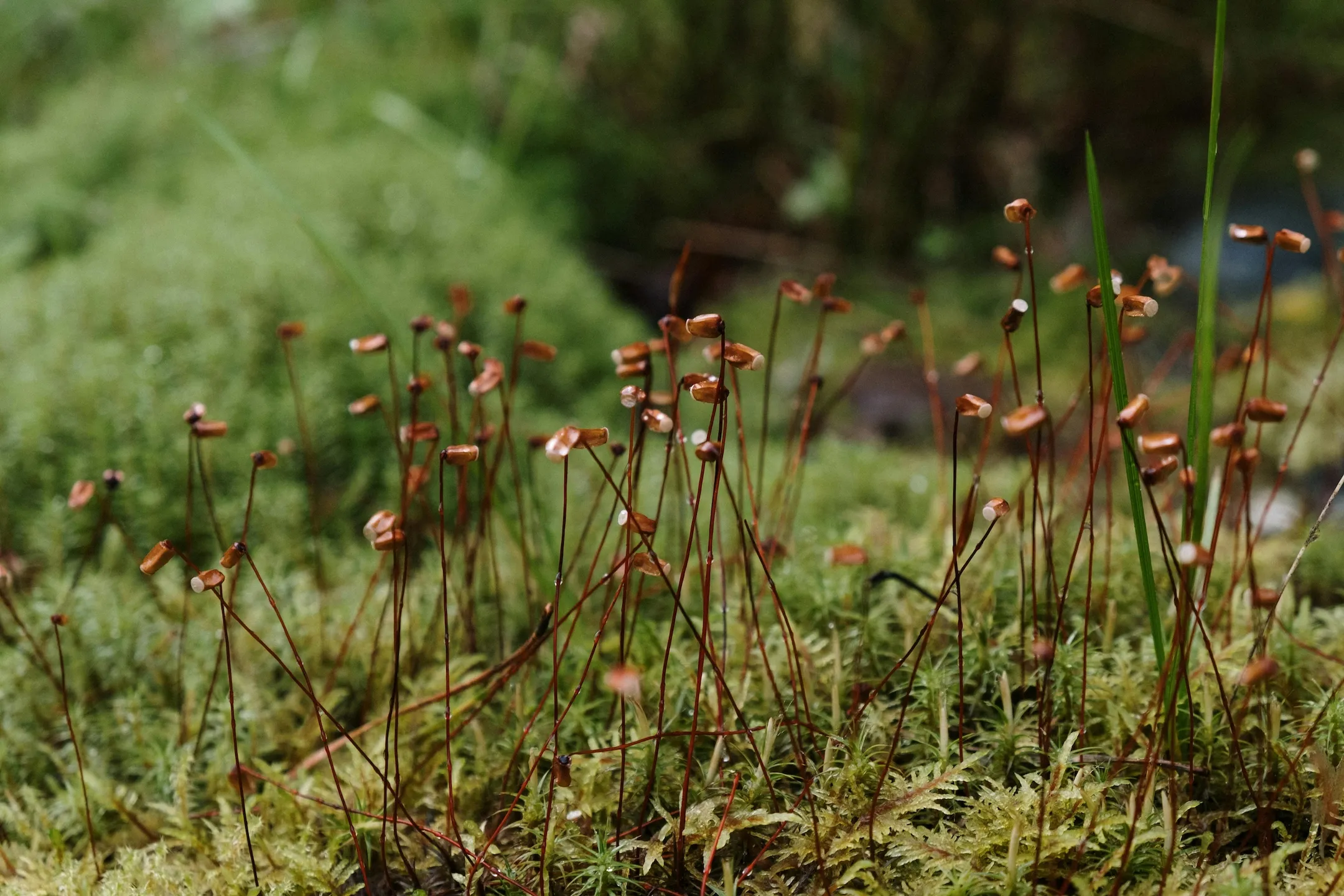 Mushrooms  in a dense rainforest.